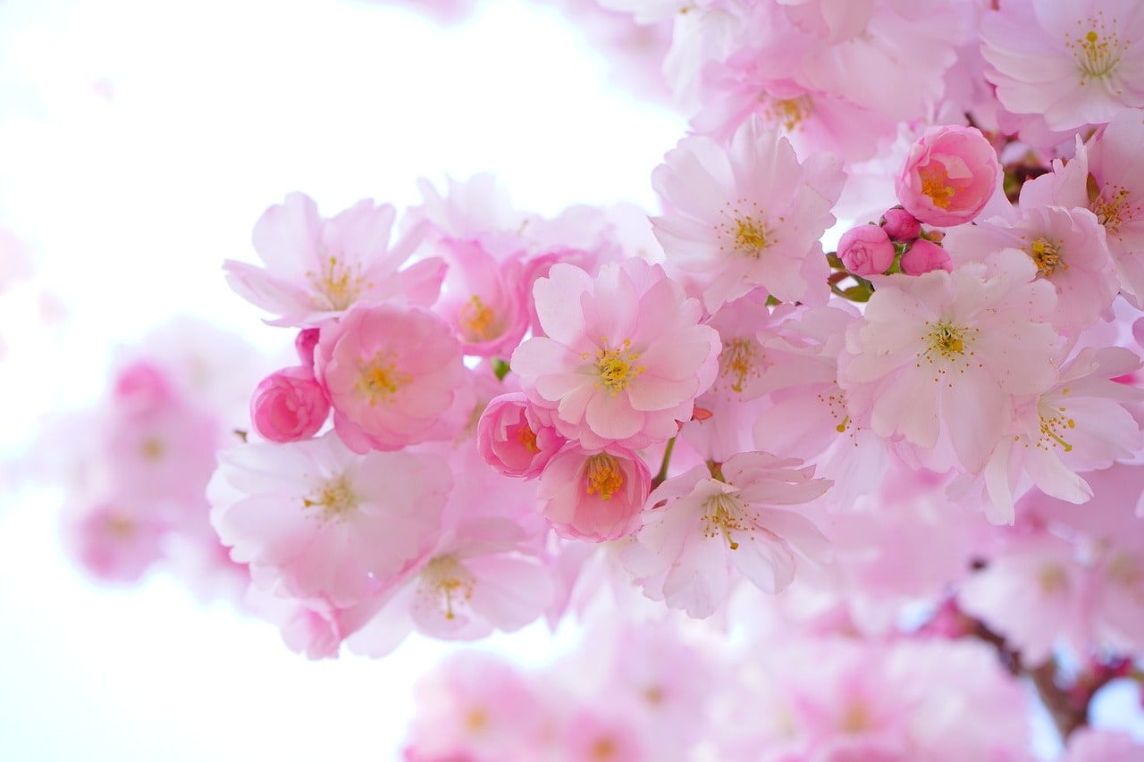 Ornamental Cherry