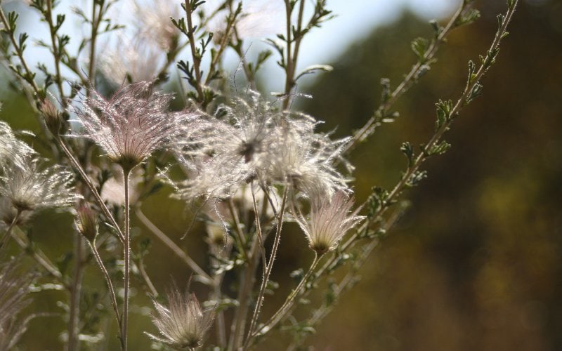 12 Wildflowers That Grow In Wisconsin (Identification Guide With ...