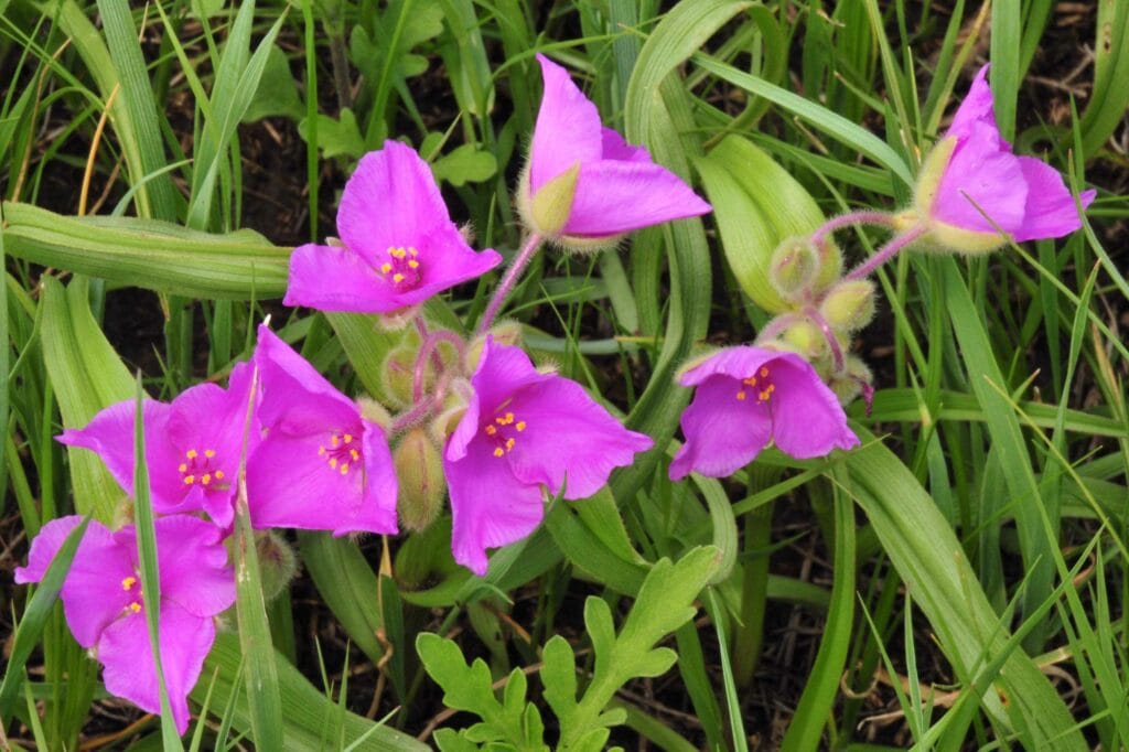 Prairie Spiderwort
