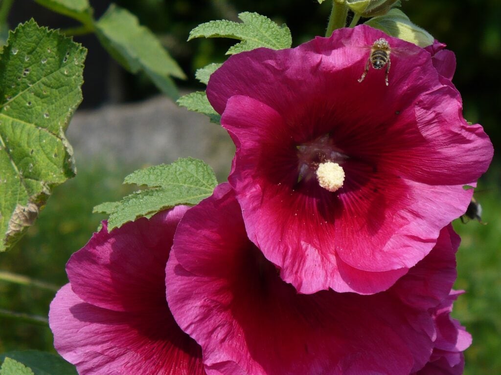 Purple Poppy Mallow