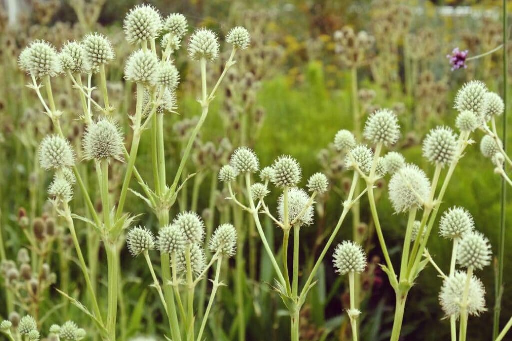 Rattlesnake Master