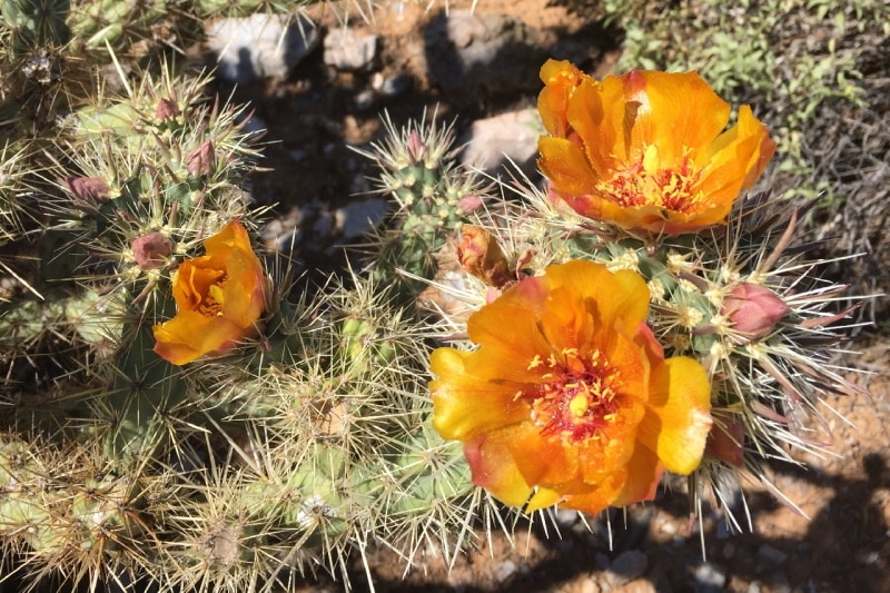 Red-center prickly pear plant