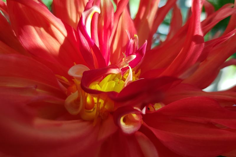 Red dahlia (Ac Abby)