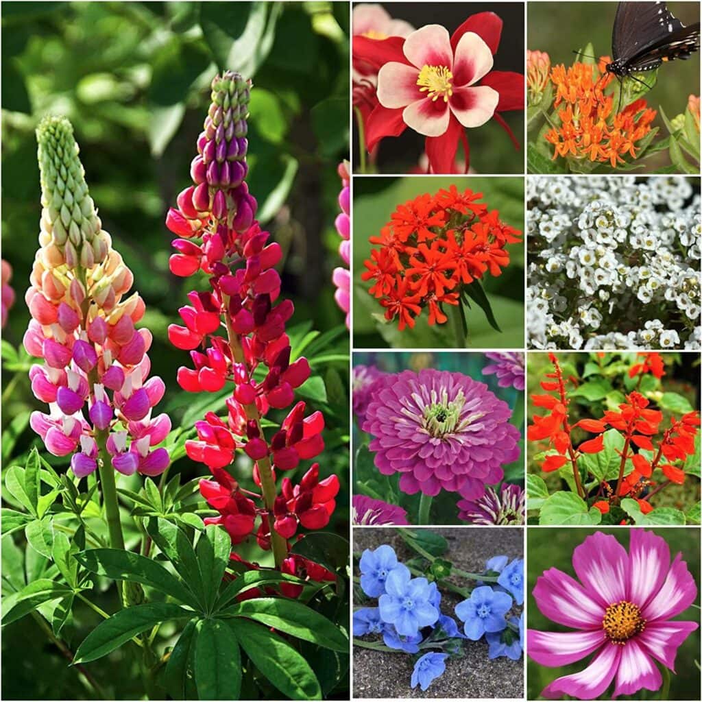 Seed Needs Bird and Butterfly Wildflower Mixture