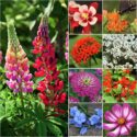 Seed Needs Bird and Butterfly Wildflower Mixture