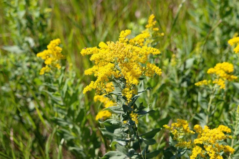 Showy yellow Goldenrod (Solidago speciosa)