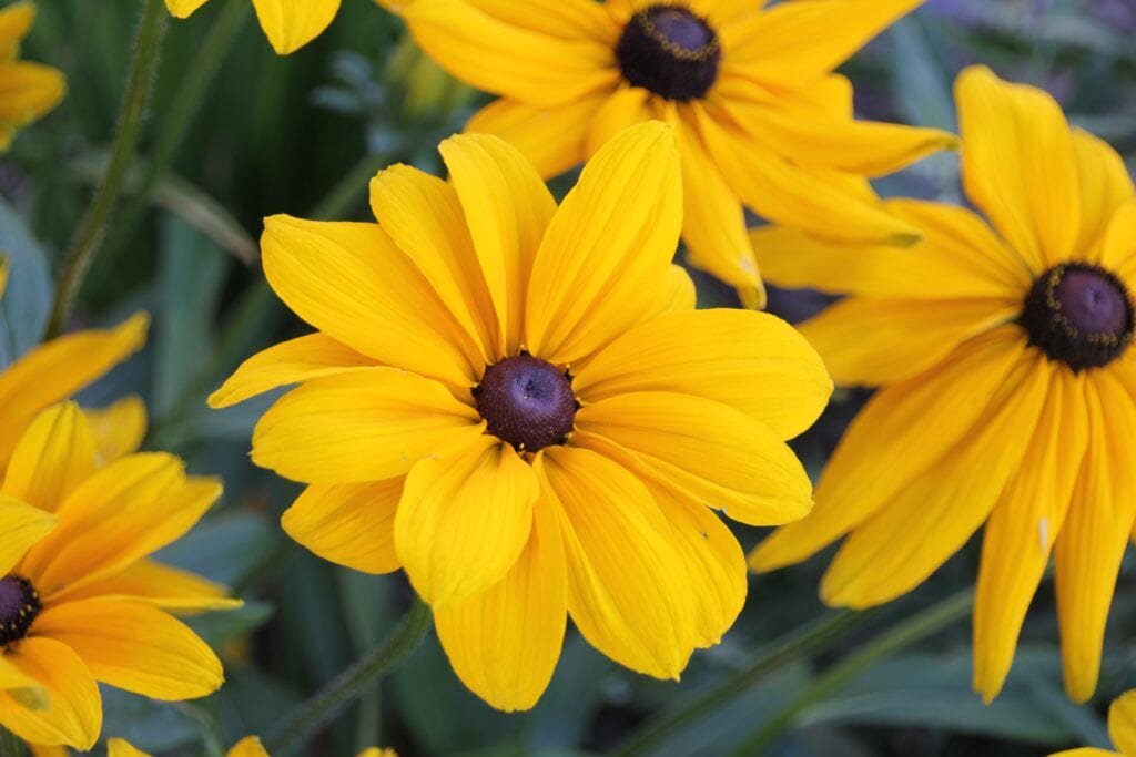 Sweet Black Eyed Susan