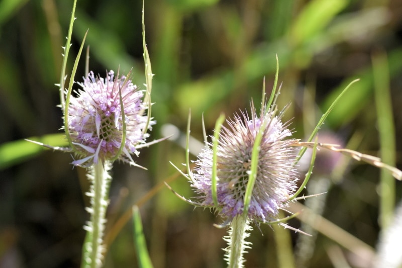 19-wildflowers-that-grow-in-idaho-identification-guide-with-pictures