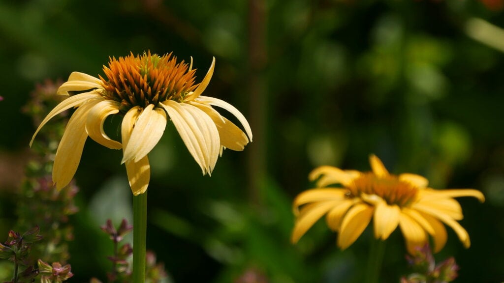 Yellow Coneflower