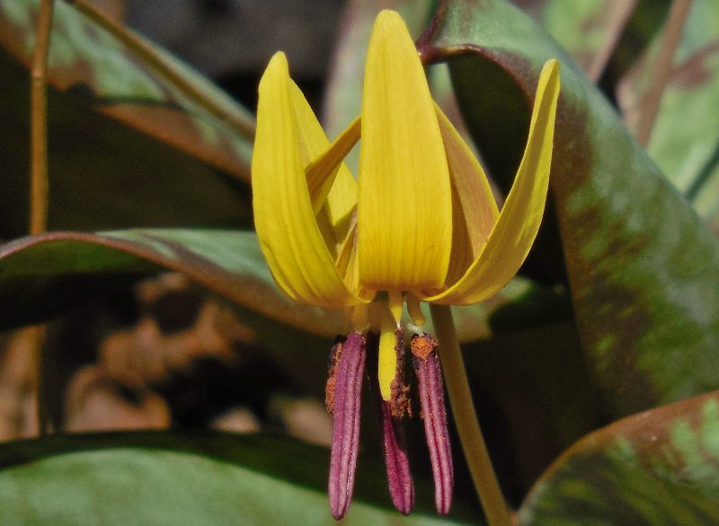 Yellow Trout Lily (Erythronium americanum)
