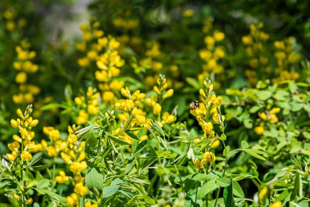 Yellow Wild Indigo