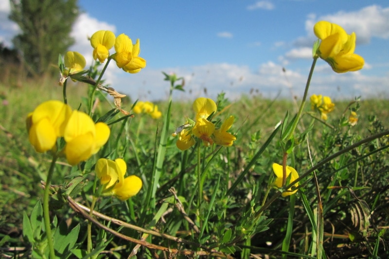 Yellow trefoil growing in the yard