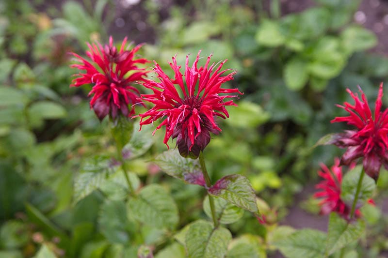 10 Wildflowers That Grow In New Mexico (Identification Guide with ...