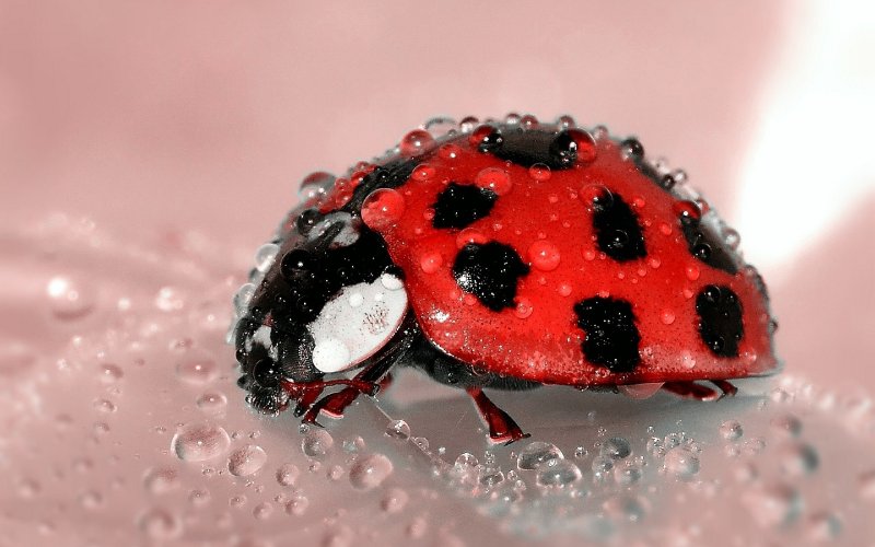 How Long Do Ladybugs Live 4 Life Stages With Pictures House Grail