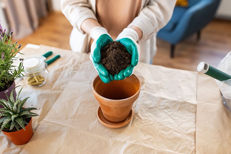 7 Types of Potting Soil for Indoor Plants You Can Try Today | House Grail