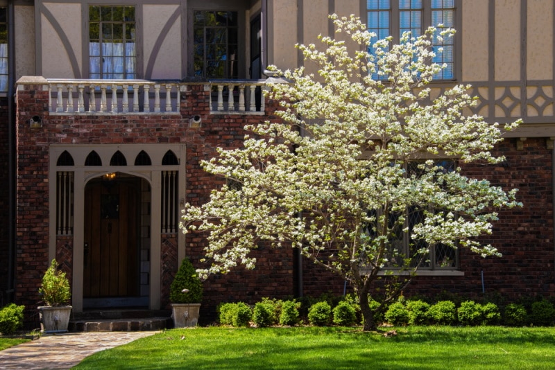 how close can you plant a dogwood tree to your house