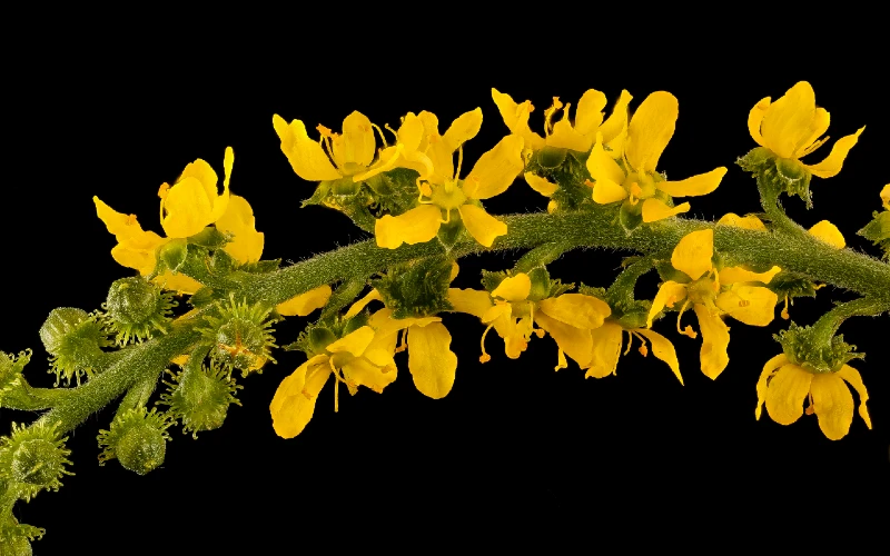 Agrimonia parviflora or Southern Agrimony flower