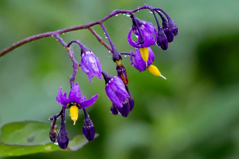 Bittersweet Nightshade Wildflower (Solanum dulcamara)