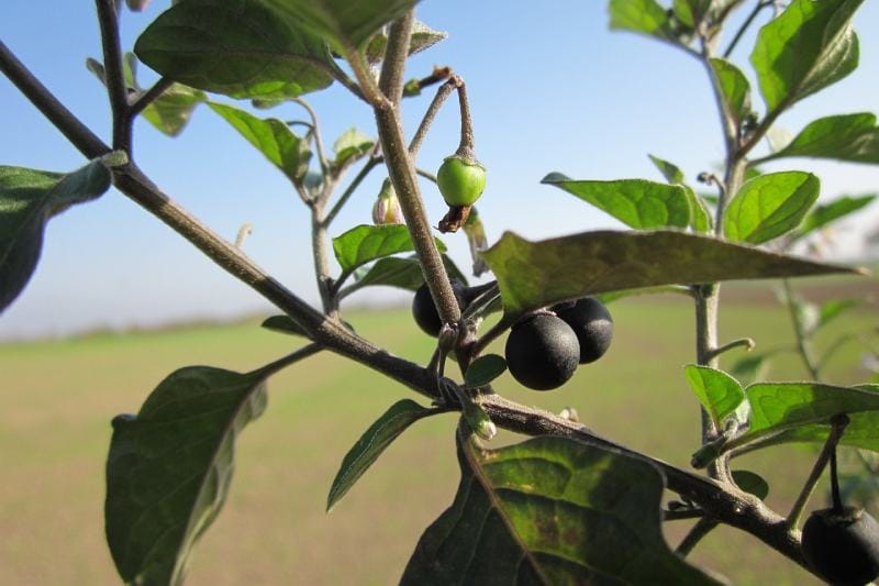 Black Nightshade (Solanum nigrum)