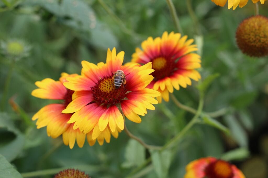 Blanket Flower (Gaillardia pulchella)