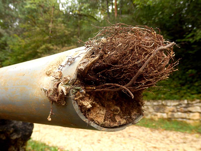 how-to-clear-roots-from-drain-pipes-5-expert-tips-house-grail