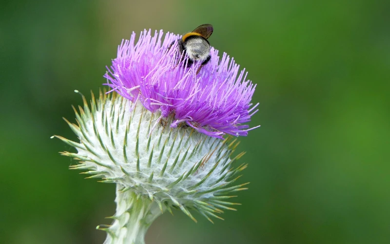 Bull Thistle (Cirsium Vulgare)