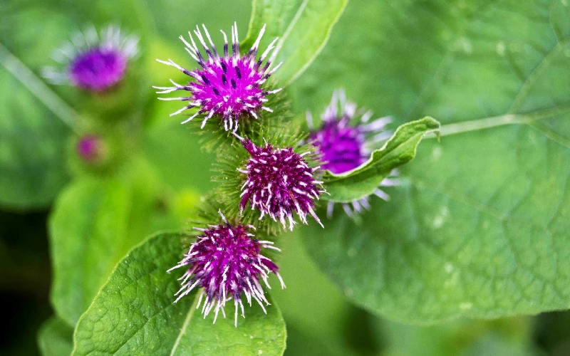Burdock (Arctium minus)