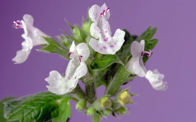 Catnip (Nepeta cataria)