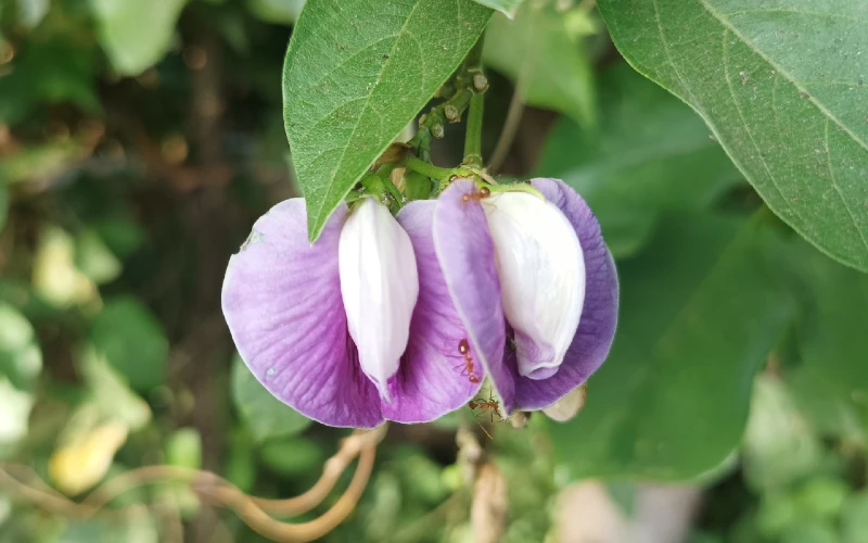 Centrosema virginianum or Butterfly Pea flower