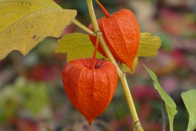 Chinese Lantern flower