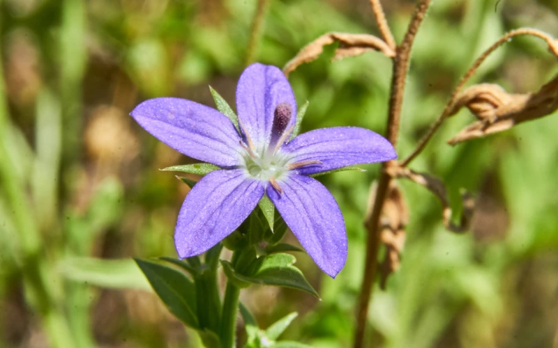 Clasping Bellflower (Triodanis perfoliata)