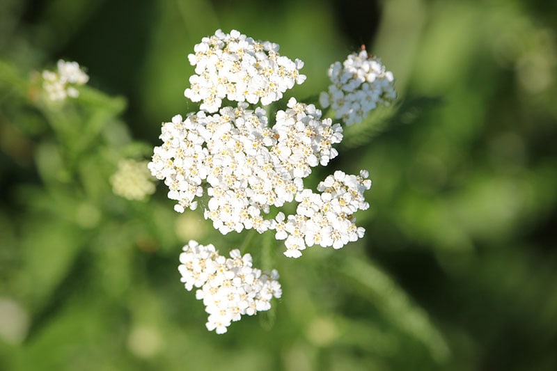 Common Yarrow (Achillea millefolium)