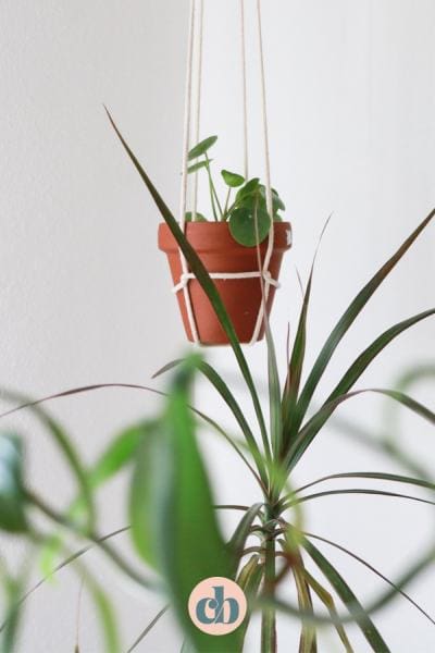 DIY Plant Hanger (With Just One Knot)