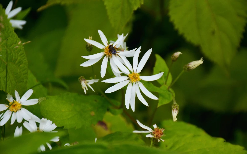 Eurybia divaricata or White Wood Aster flower