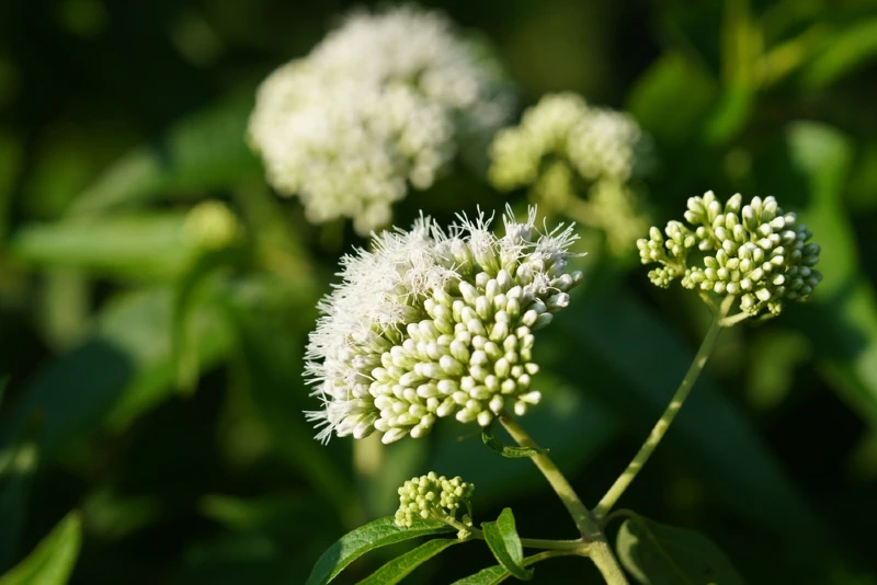 Feverwort or boneset white flowers (Eupatorium perfoliatum)