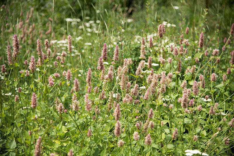 Field of Horsemint Giant Hyssop