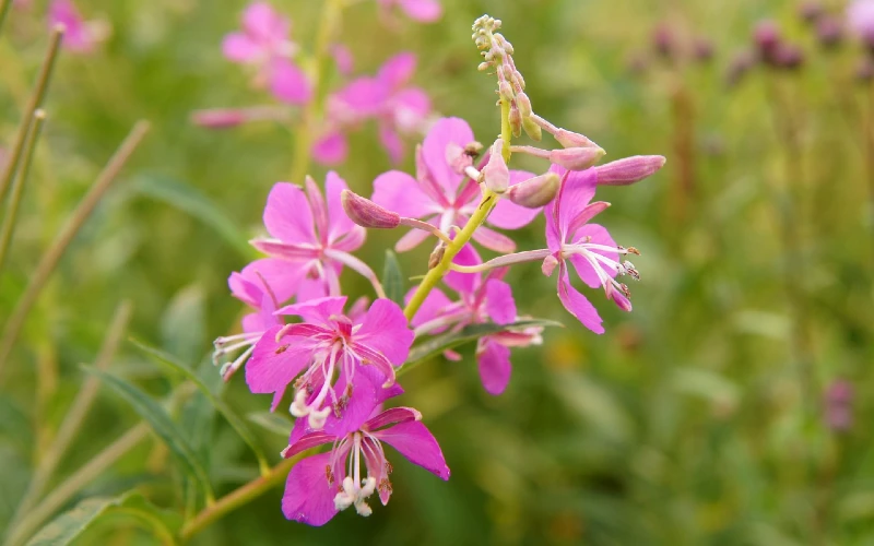 Fireweed or willow herb (Chamerion angustifolium)