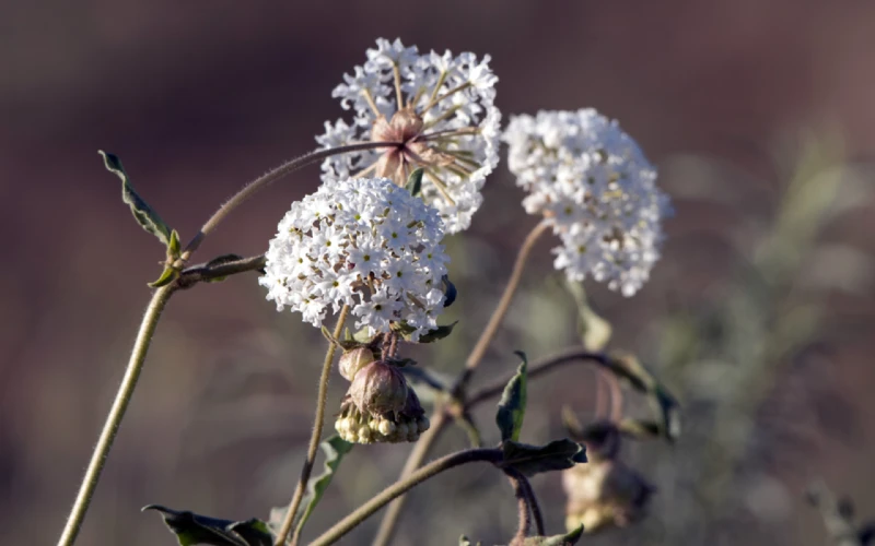Fragrant Sand Verbena (Abronia fragrans)