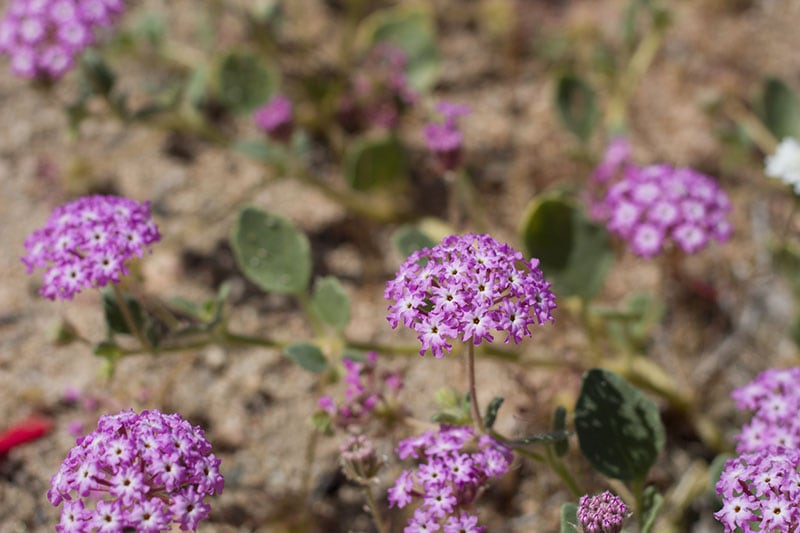 Fragrant White Sand-Verbena