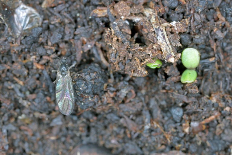 Gnats In Soil 768x513 