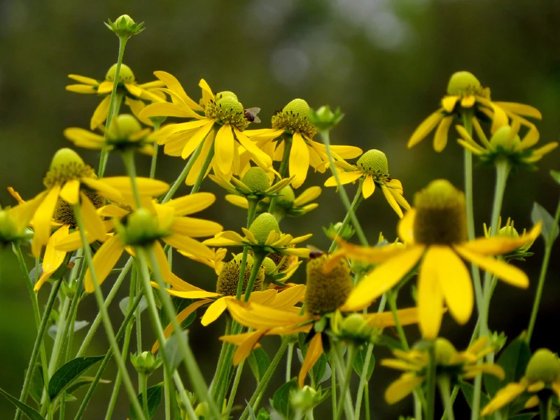 Green-Headed Coneflower (Rudbeckia laciniata)