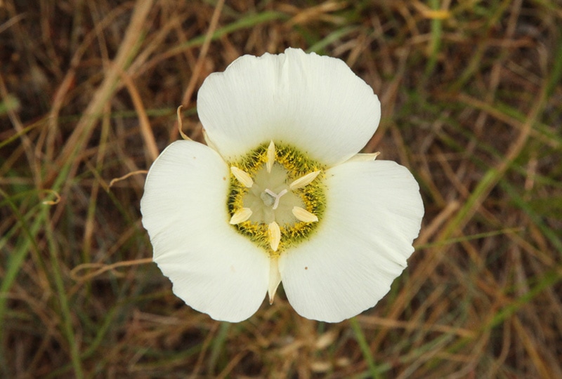 15 Wildflowers That Grow In South Dakota (Identification Guide With ...