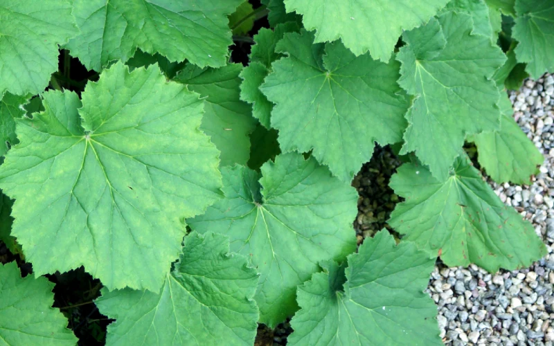 Heuchera villosa or Hairy Alumroot