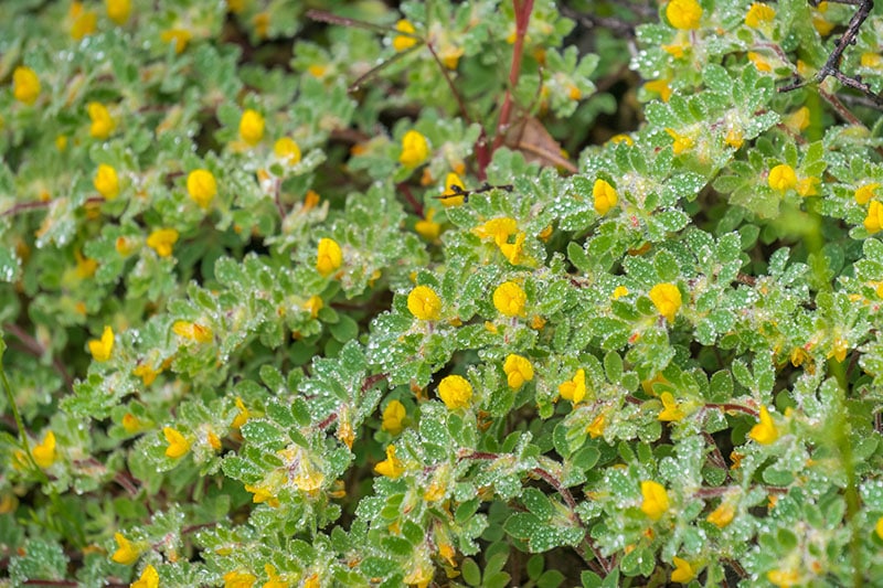 Hill Lotus (Acmispon brachycarpus) wildflowers covered in water droplets on a rainy spring day