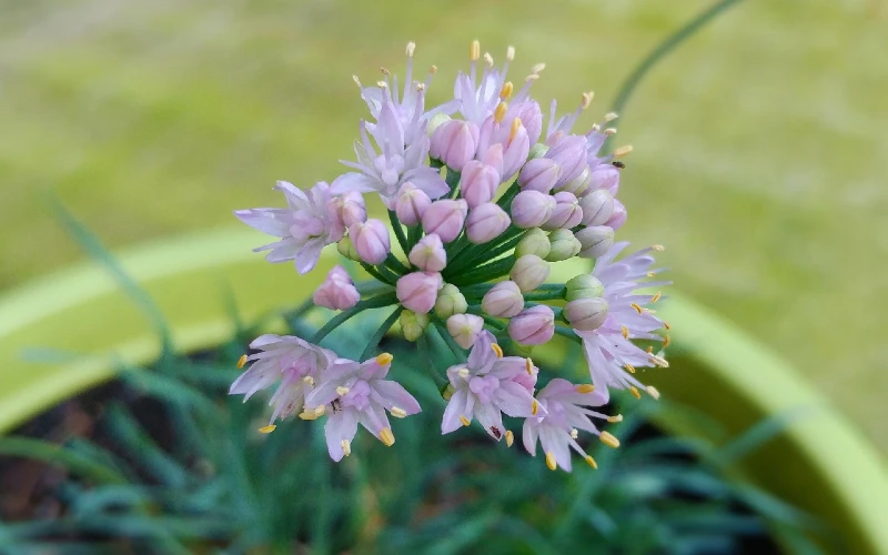 Lady’s Leek (Allium cernuum)