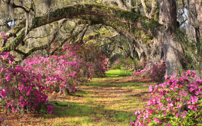grassy path lined with flowers underneath arched tree branches in charleston, South Carolina