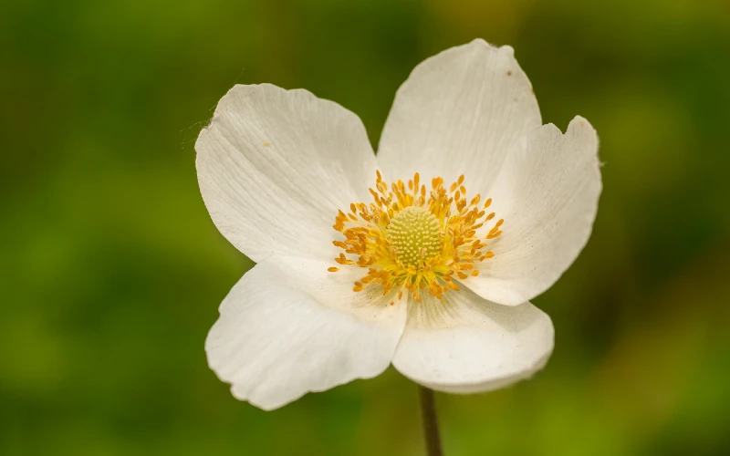 Meadow Anemone (Anemone canadensis)