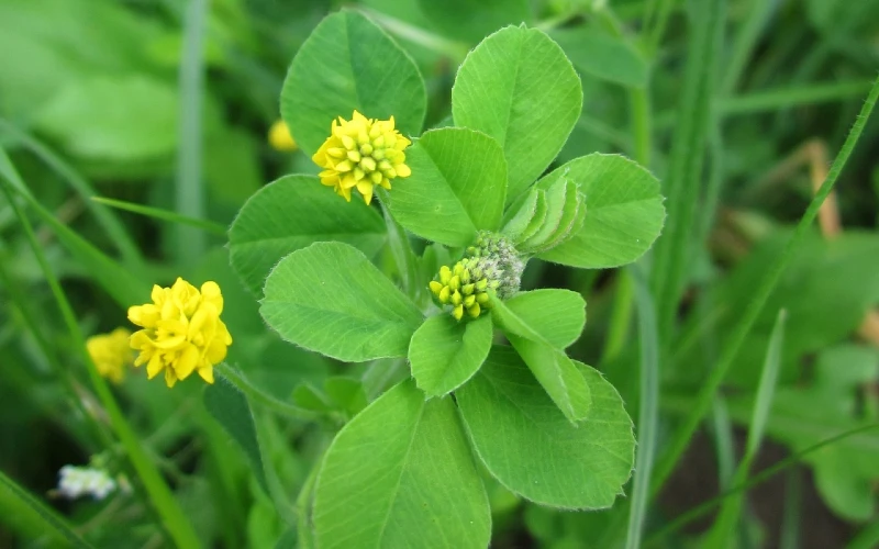 Medicago lupulina or Black Medic flower