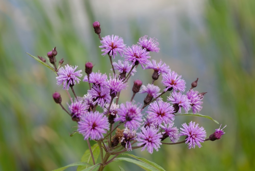 New York Ironweed