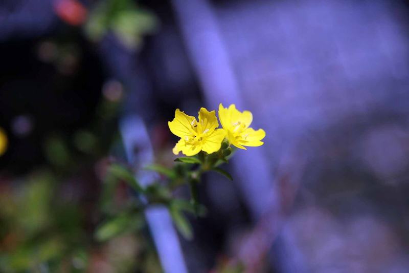 Small Sundrops (Oenothera perennis)